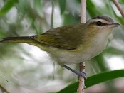 Chiví/Red-eyed Vireo Chiví/Red-eyed Vireo