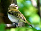 Chiví/Red-eyed Vireo Chiví/Red-eyed Vireo