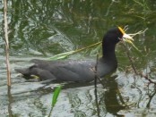 Gallareta chica/White-winged Coot