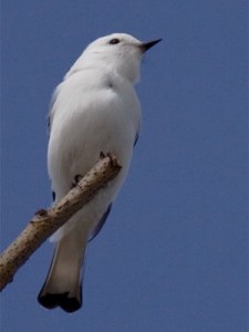 Monjita blanca/White Monjita