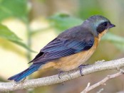 Saíra de antifaz/Fawn-breasted Tanager