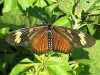 Perezosa común/Common Lazy
