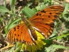 Espejitos/Gulf Fritillary