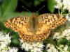 Hortensia/Southern Fritillary