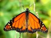 Monarca/Southern Monarch