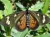 Perezosa amarilla/Yellow Lazy