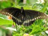 Borde de oro/Polydamas Swallowtail