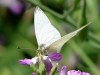 Lechera ribereña/False Common White