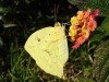 Azufrada coluda/Tailed Sulphur Azufrada coluda/Tailed Sulphur