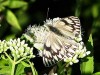 Lechera argentina/Argentine White-milk