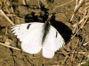 Lechera común/Common White-milk
