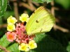 Limoncito común/Common Yellow