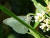 Nacarada/Tropical White