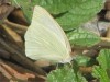 Pirpinto de la col/Great Southern White