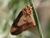 Citheronia/Citheronia