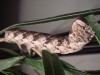 Gusano de la yuca/Ello Sphinx Moth