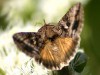 Rachiplusia/Rachiplusia