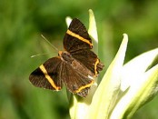 Danzarina chica/Lysippoides Metalmark