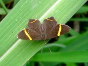 Danzarina chica/Lysippoides Metalmark