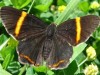 Danzarina chica/Lysippoides Metalmark