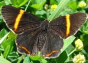 Danzarina chica/Lysippoides Metalmark