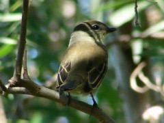 Anambé común/White-winged Becard