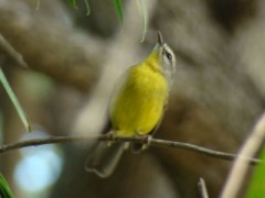 Arañero coronado chico/Golden-crowned Warbler