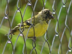Cabecitanegra común/Hooded Siskin