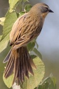 Cachilo canela/Long-tailed Reed-Finch