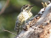 Carpintero bataraz chico/Checkered Woodpecker