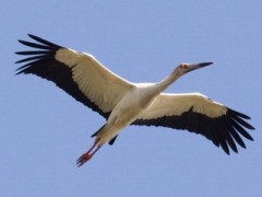 Cigueña/Maguari Stork