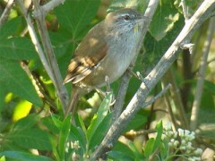Curutié ocráceo/Sulphur-bearded Spinetail