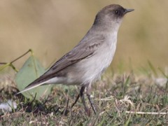 Dormilona cara negra/Dark-faced Ground-Tyrant