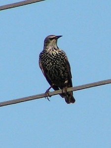Estornino pinto/European Starling