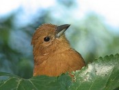 Frutero negro/White-lined Tanager