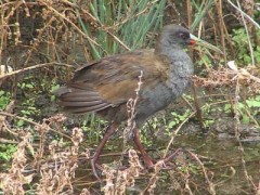 Gallineta común/Plumbeous Rail
