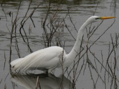 Garza blanca/Great Egret