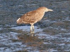 Garza bruja/Black-crowned Night-Heron