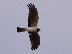 Gavilán planeador/Long-winged Harrier