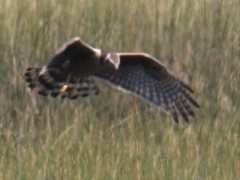 Gavilán planeador/Long-winged Harrier