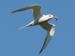Gaviotín lagunero/Snowy-crowned Tern