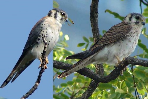 Halconcito colorado/Falco sparverius
