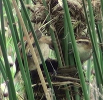Junquero/Wren-like Rushbird Junquero/Wren-like Rushbird