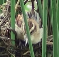 Junquero/Wren-like Rushbird Junquero/Wren-like Rushbird
