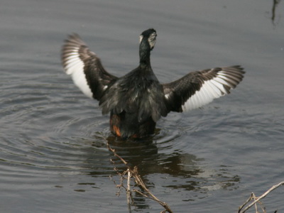 Macá común/White-tufted Grebe Macá común/White-tufted Grebe