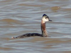 Macá grande/Great Grebe