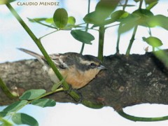 Monterita canela/Cinnamon Warbling-Finch