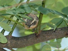 Monterita canela/Cinnamon Warbling-Finch