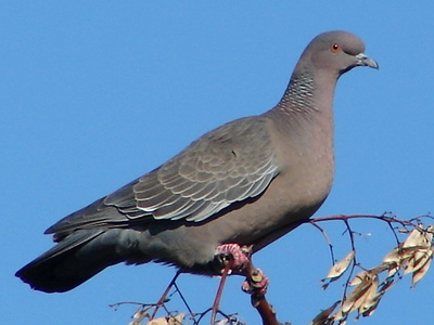 Paloma picazuró/Picazuro Pigeon Paloma picazuró/Picazuro Pigeon