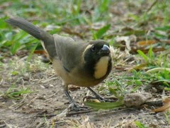 Pepitero de collar/Golden-billed Saltator